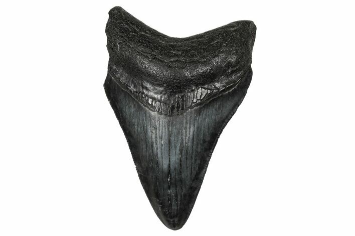 Serrated, Fossil Megalodon Tooth - South Carolina #340462
